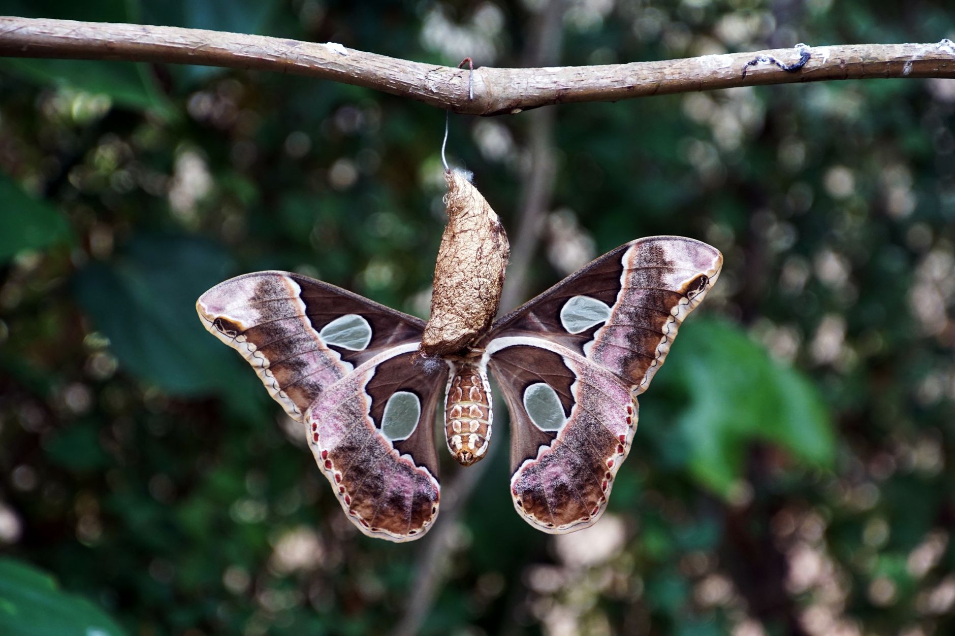 Hope's metamorphosis